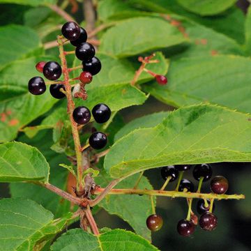 Prunus maackii