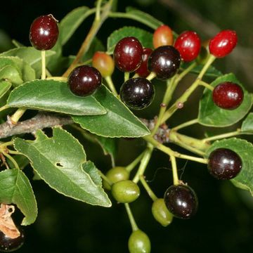 Prunus mahaleb