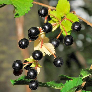 Prunus maximoviczii