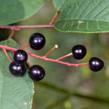 Prunus padus