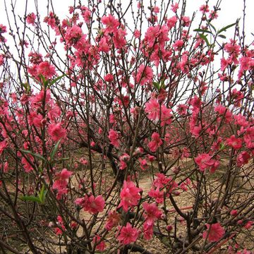 Prunus persica