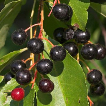 Prunus serotina