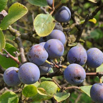 Prunus stepposa