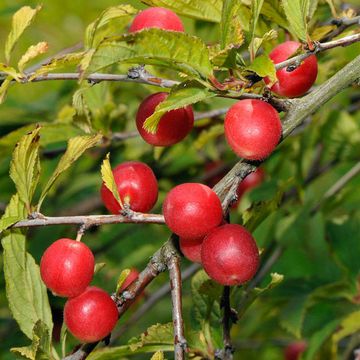 Prunus triloba