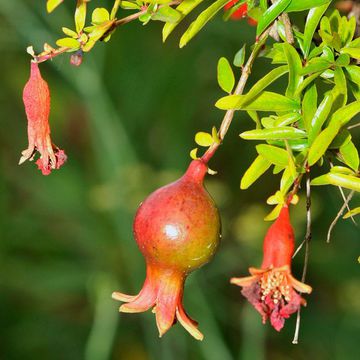 Dwarf Pomegranate