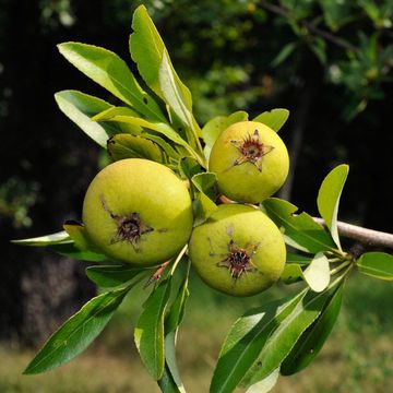 Pyrus amygdaliformis