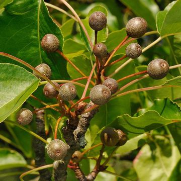 Birchleaf Pear