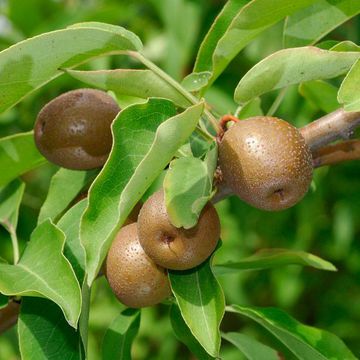 Callery Pear