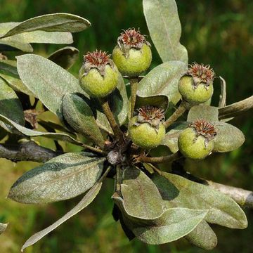 Pyrus elaeagnifolia