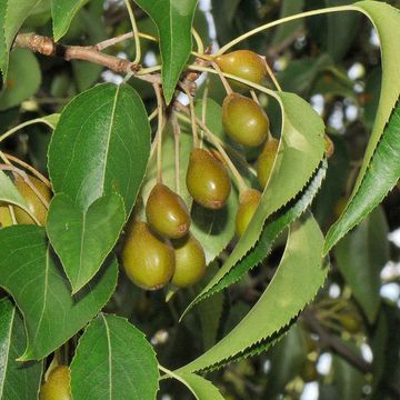 Pyrus phaeocarpa