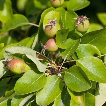 Pyrus pyraster