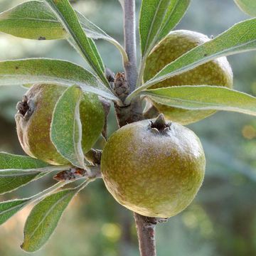 Willowleaf Pear