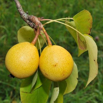 Pyrus ussuriensis