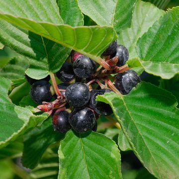 Illyrian Buckthorn