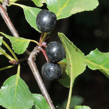 Rhamnus orbiculatus