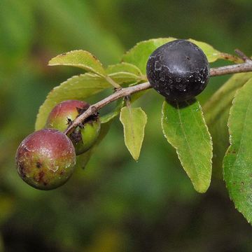 Rosthorn`s Buckthorn