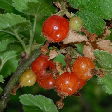 Ribes cereum