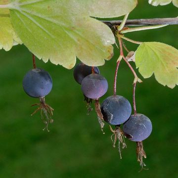 Coastal Black Gooseberry