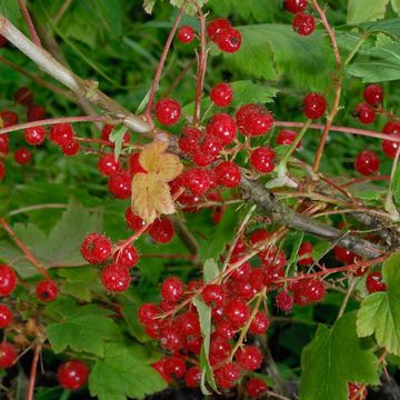 Ribes glandulosum