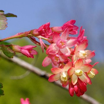 Ribes × gordonianum