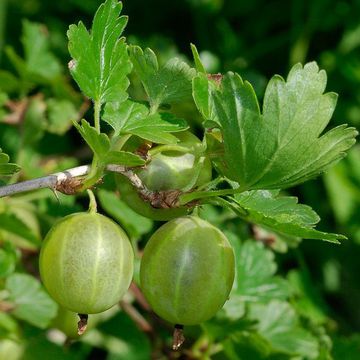 Garten-Stachelbeere