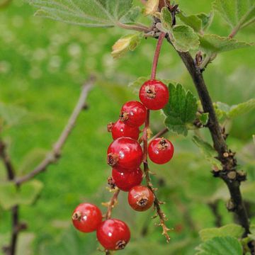 Ribes × koehneanum