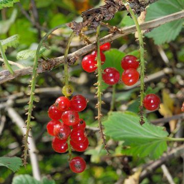 Troddel-Johannisbeere