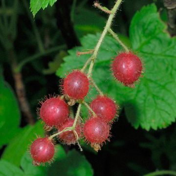 Ribes sachalinense