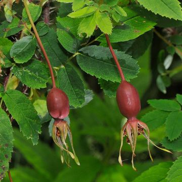 Prickly Wild Rose