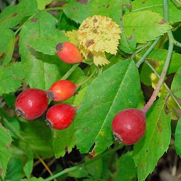 Rosa arvensis