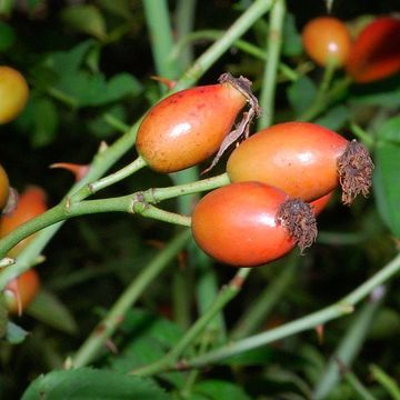 Rosa canina agg.