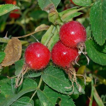 Rosa heckeliana