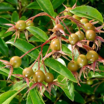 Prickly Rambler Rose