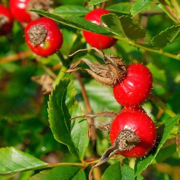 Rosa mollis