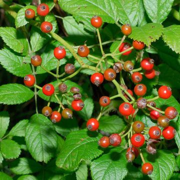 Multiflora Rose