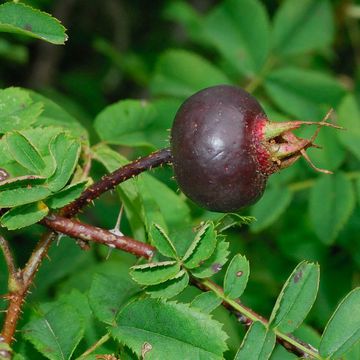 Rosa pimpinellifolia