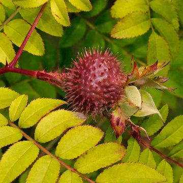 Rosa roxburghii