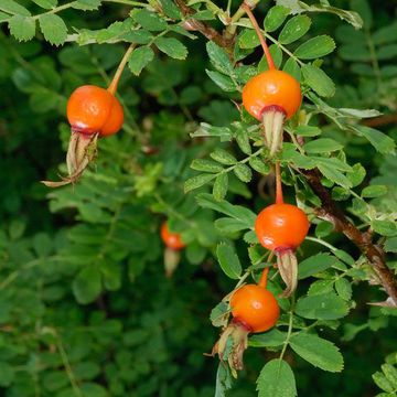 Rosa sericea var. sericea