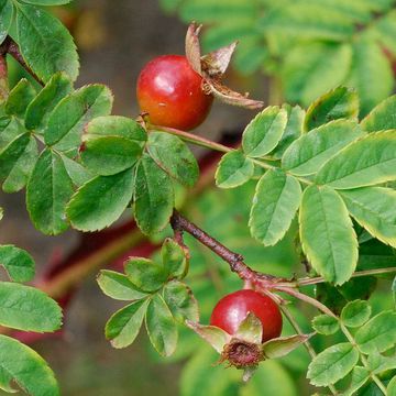 Stacheldraht-Rose