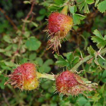 Rosa stellata var. mirifica