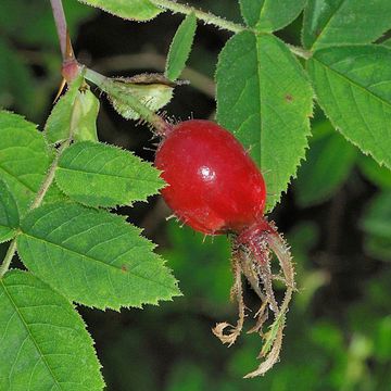 Rosa villosa