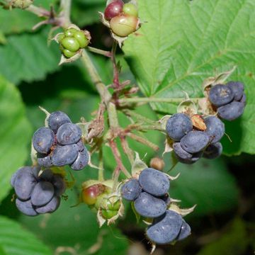 Rubus caesius