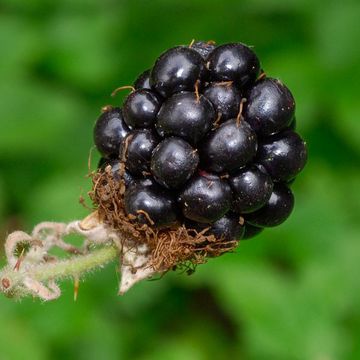 Rubus fruticosus agg.