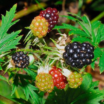 Cut-leaf Raspberry