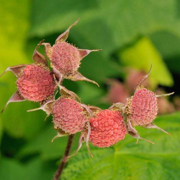 Purple Flowering Raspberry