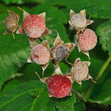 Thimbleberry