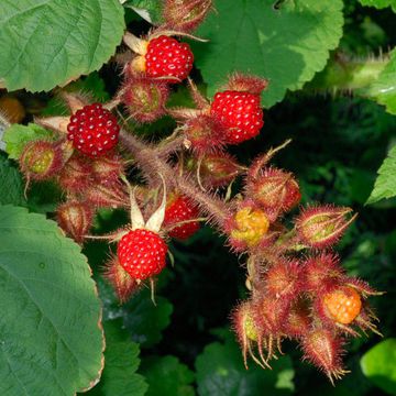 Rubus phoenicolasius