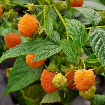 Rubus strigosus "Fall Gold"