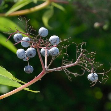 Sambucus caerulea