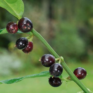 Sarcococca confusa